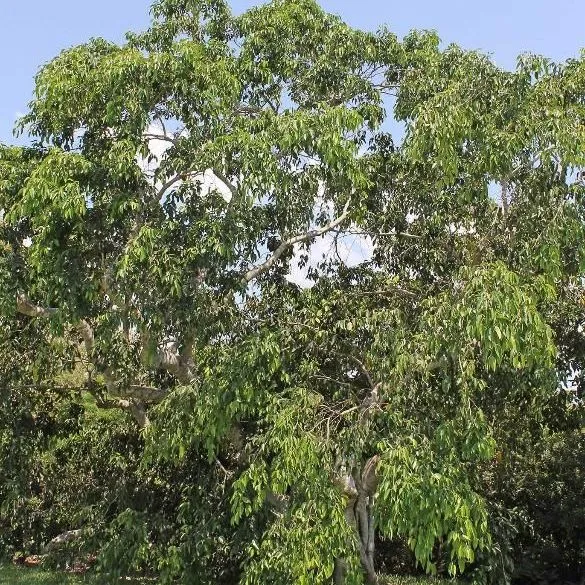 thumbnail for publication: Ficus benjamina: Weeping Fig